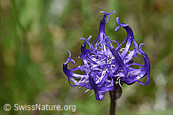 Halbkugelige Rapunzel (Phyteuma hemisphaericum) (F190549) Halbkugelige Rapunzel (Phyteuma hemisphaericum) (F190549)
