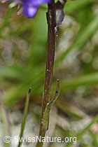Halbkugelige Rapunzel (Phyteuma hemisphaericum) (F190552) Halbkugelige Rapunzel (Phyteuma hemisphaericum) (F190552)