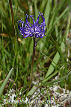 Halbkugelige Rapunzel (Phyteuma hemisphaericum) (F190553) Halbkugelige Rapunzel (Phyteuma hemisphaericum) (F190553)