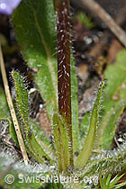 Campanula barbata (F190559)