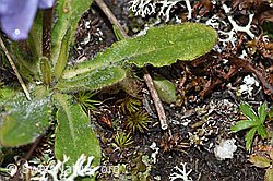 Campanula barbata (F190561)