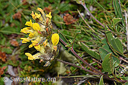 Alpen-Wundklee (Anthyllis vulneraria ssp. alpestris) (F190572) Alpen-Wundklee (Anthyllis vulneraria ssp. alpestris) (F190572)