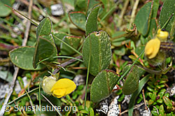 Alpen-Wundklee (Anthyllis vulneraria ssp. alpestris) (F190573) Alpen-Wundklee (Anthyllis vulneraria ssp. alpestris) (F190573)