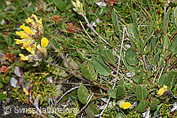 Alpen-Wundklee (Anthyllis vulneraria ssp. alpestris) (F190576) Alpen-Wundklee (Anthyllis vulneraria ssp. alpestris) (F190576)