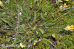 Alpen-Wundklee (Anthyllis vulneraria ssp. alpestris) (F190577) Alpen-Wundklee (Anthyllis vulneraria ssp. alpestris) (F190577)