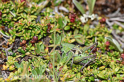 Warzenbeisser (Decticus verrucivorus) (F190580) Warzenbeisser (Decticus verrucivorus) (F190580)