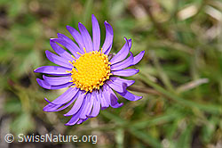 Aster alpinus (08.08.2021, F190582)
