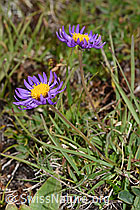 Aster alpinus (08.08.2021, F190586)