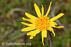 Arnica montana (08.08.2021, F190588)