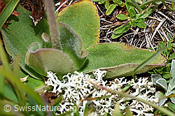 Arnica montana (F190592)