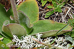 Arnica montana (F190593)