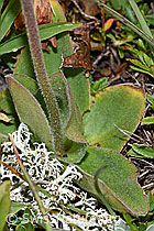Arnica montana (F190594)