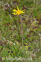 Arnica montana (08.08.2021, F190595)