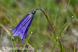 Scheuchzers Glockenblume (Campanula scheuchzeri) (F190604) Scheuchzers Glockenblume (Campanula scheuchzeri) (F190604)