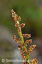 Botrychium lunaria (08.08.2021, F190609)