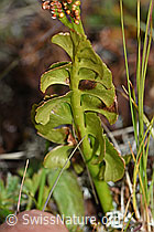Botrychium lunaria (F190610)