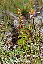 Botrychium lunaria (08.08.2021, F190611)