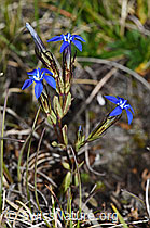 Gentiana nivalis (08.08.2021, F190622)