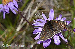 Baldrian-Scheckenfalter (Melitaea diamina) auf Alpen-Aster (Aster alpinus)