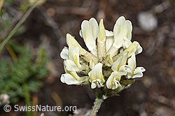 Oxytropis campestris (08.08.2021, F190631)