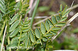Oxytropis campestris (F190632)