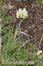Oxytropis campestris (08.08.2021, F190636)