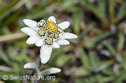 Leontopodium alpinum (08.08.2021, F190637)