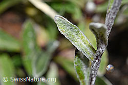 Edelweiss (Leontopodium alpinum) (F190638)
