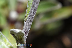 Edelweiss (Leontopodium alpinum) (F190639)