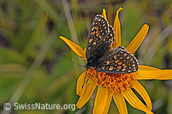 Baldrian-Scheckenfalter (Melitaea diamina) auf Alpen-Aster (Aster alpinus)