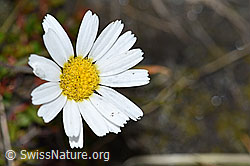 Gewöhnliche Alpenmargerite (Leucanthemopsis alpina) (F190650)