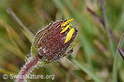 Arnica montana (F190661)