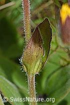 Arnica montana (F190665)