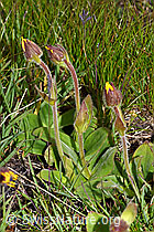 Arnica montana (F190666)