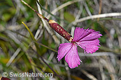 Photo: Dianthus sylvestris