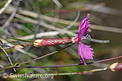 Photo: Dianthus sylvestris