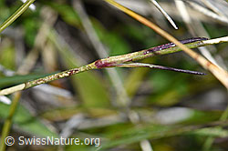Photo: Dianthus sylvestris