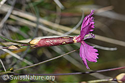 Photo: Dianthus sylvestris