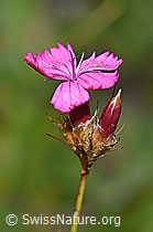 Foto: Gewöhnliche Kartäuser-Nelke (Dianthus carthusianorum)