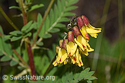 Photo: Astragalus penduliflorus