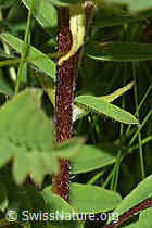 Photo: Astragalus penduliflorus