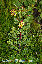 Photo: Astragalus penduliflorus