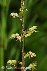 Foto: Grosses Zweiblatt (Listera ovata)