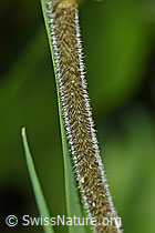 Foto: Grosses Zweiblatt (Listera ovata)