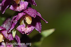 Foto: Braunrote Sumpfwurz (Epipactis atrorubens)