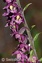 Foto: Braunrote Sumpfwurz (Epipactis atrorubens)