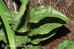 Foto: Braunrote Sumpfwurz (Epipactis atrorubens)