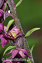 Braunrote Sumpfwurz (Epipactis atrorubens) (F190719)