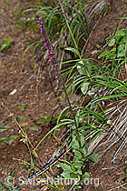 Braunrote Sumpfwurz (Epipactis atrorubens) (F190720)