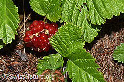 Steinbeere (Rubus saxatilis) (08.08.2021, F190726)